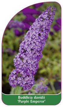 Buddleia davidii 'Purple Emperor'