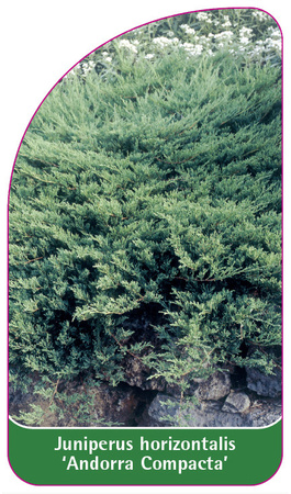 Juniperus horizontalis 'Andorra Compacta'