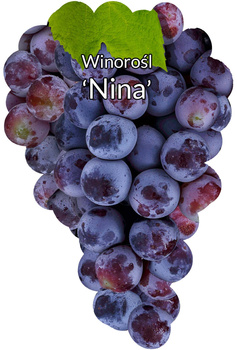 Winorośl Nina