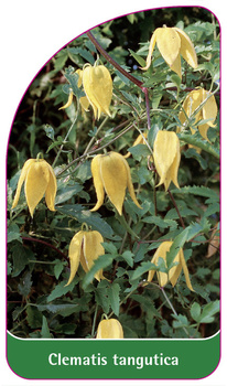 Clematis tangutica