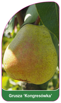 Grusza 'Kongresowka'