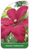 Clematis 'Solidarnosc'