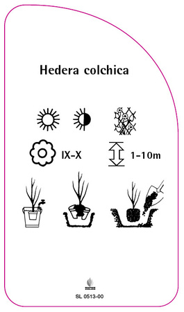 Hedera colchica