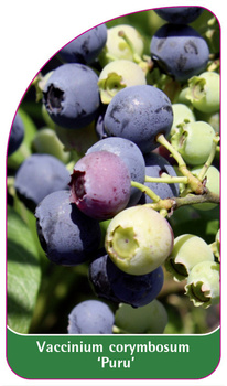 Vaccinium corymbosum 'Puru'