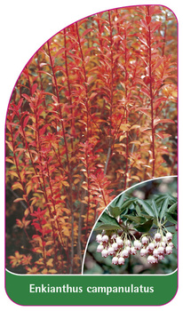 Enkianthus campanulatus