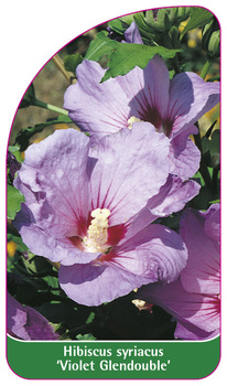 Hibiscus syriacus 'Violet Glendouble'