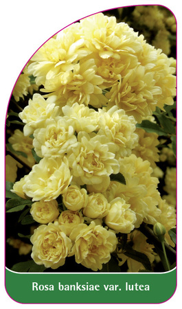 Rosa banksiae var. lutea