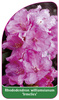 Rhododendron williamsianum 'Irmelies'