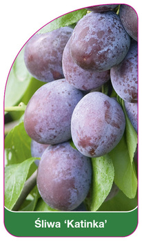 Śliwa 'Katinka'