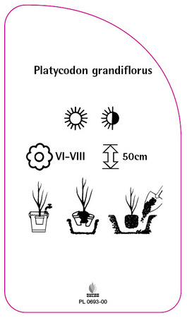 Platycodon grandiflorus