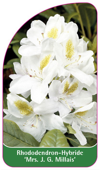 Rhododendron-Hybride 'Mrs. J. G. Millais'