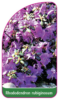 Rhododendron rubiginosum