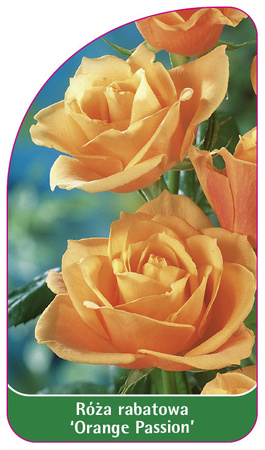 Róza rabatowa 'Orange Passion' Nr. 534