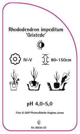 Rhododendron impeditum 'Gristede'