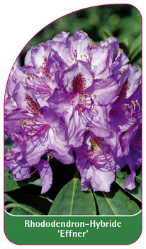 Rhododendron-Hybride 'Effner'