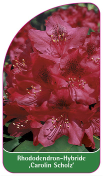 Rhododendron-Hybride 'Carolin Scholz'