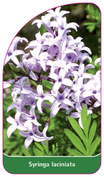 Syringa laciniata