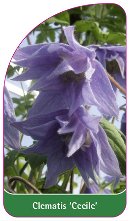 Clematis 'Cecile'