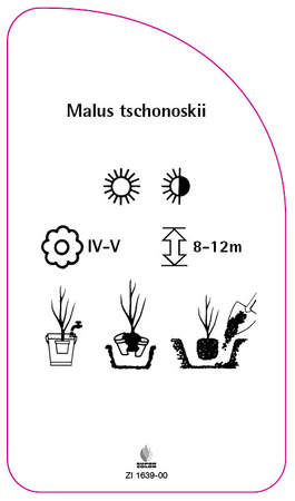 Malus tschonoskii