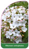 Viburnum carlcephalum