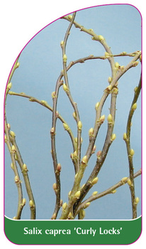 Salix caprea 'Curly Locks'