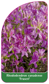 Rhododendron canadense 'Fraseri'