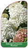 Hydrangea macrophylla 'Phantom'