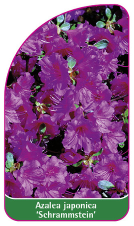Azalea japonica 'Schrammstein'