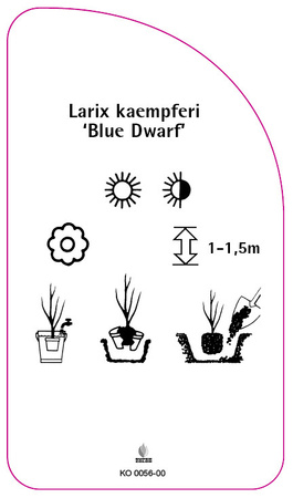 Larix kaempferi 'Blue Dwarf'