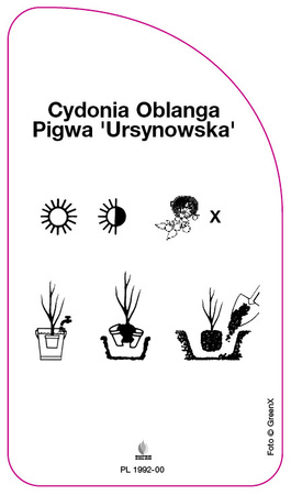 Cydonia Oblanga Pigwa 'Ursynowska'
