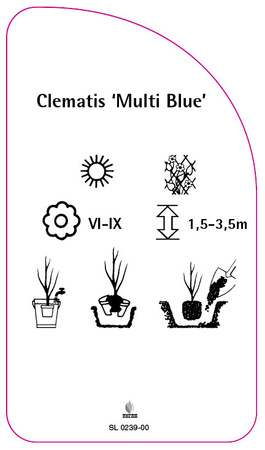 Clematis 'Multi Blue'