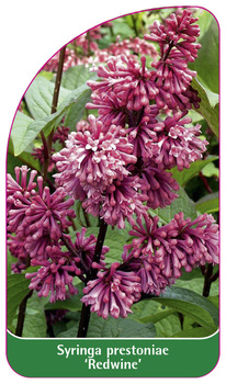 Syringa prestoniae 'Redwine'