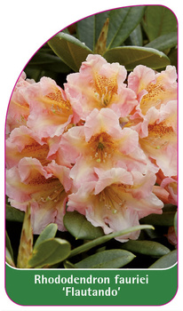 Rhododendron fauriei 'Flautando'