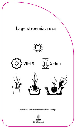 Lagerstroemia, rosa