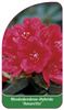 Rhododendron-Hybride 'Amaretto'