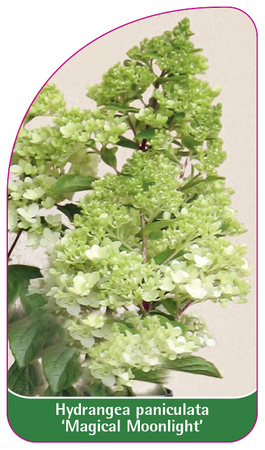 Hydrangea paniculata 'Magical Moonlight'