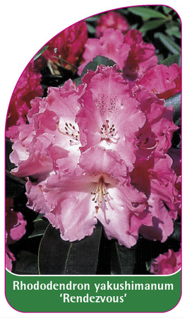 Rhododendron yakushimanum 'Rendezvous'