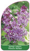 Syringa vulgaris 'Princess Sturdza'