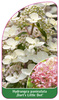 Hydrangea paniculata 'Dart´s Little Dot'