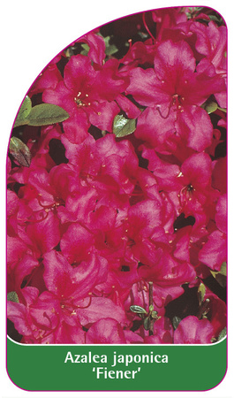 Azalea japonica 'Fiener'