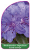 Rhododendron impeditum 'Saint Merryn'