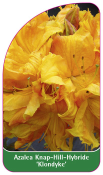 Azalea Knap-Hill-Hybride 'Klondyke'