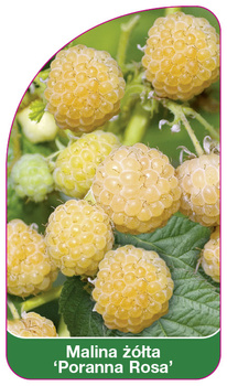 Malina zolta 'Poranna Rosa'