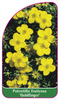 Potentilla fruticosa 'Goldfinger'