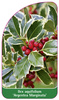 Ilex aquifolium 'Argentea Marginata'