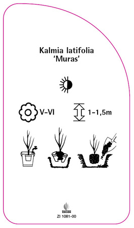Kalmia latifolia 'Muras'