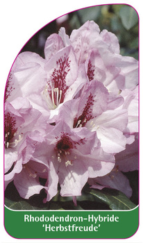 Rhododendron-Hybride 'Herbstfreude'