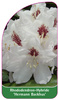Rhododendron-Hybride 'Hermann Backhus'