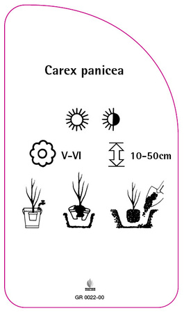 Carex panicea