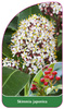 Skimmia japonica